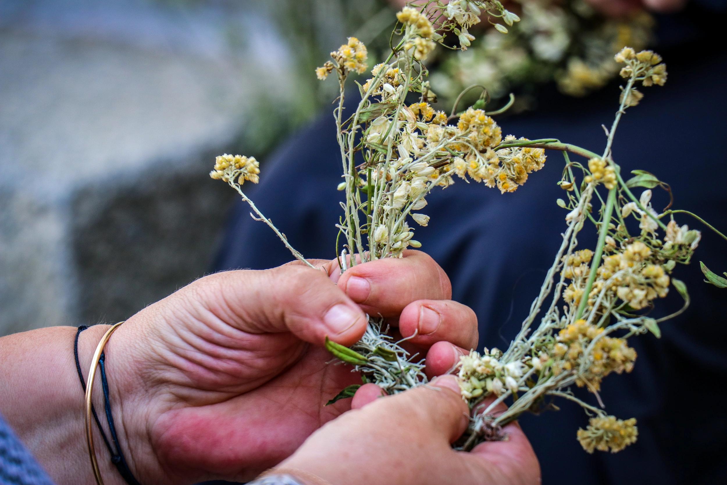 Plantes endémiques de la Corse